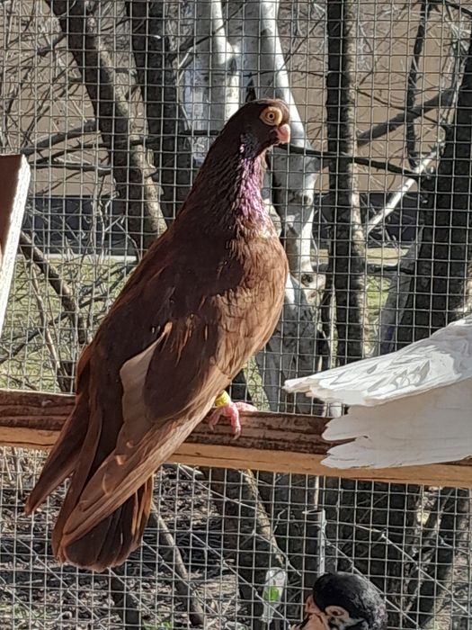 Gołębie zamojskie para.  Cena za parę