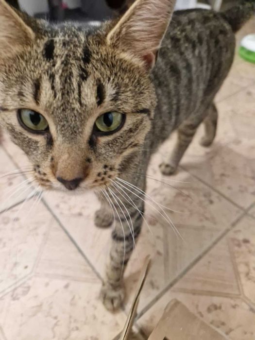 Kotek Miki  szuka domu!