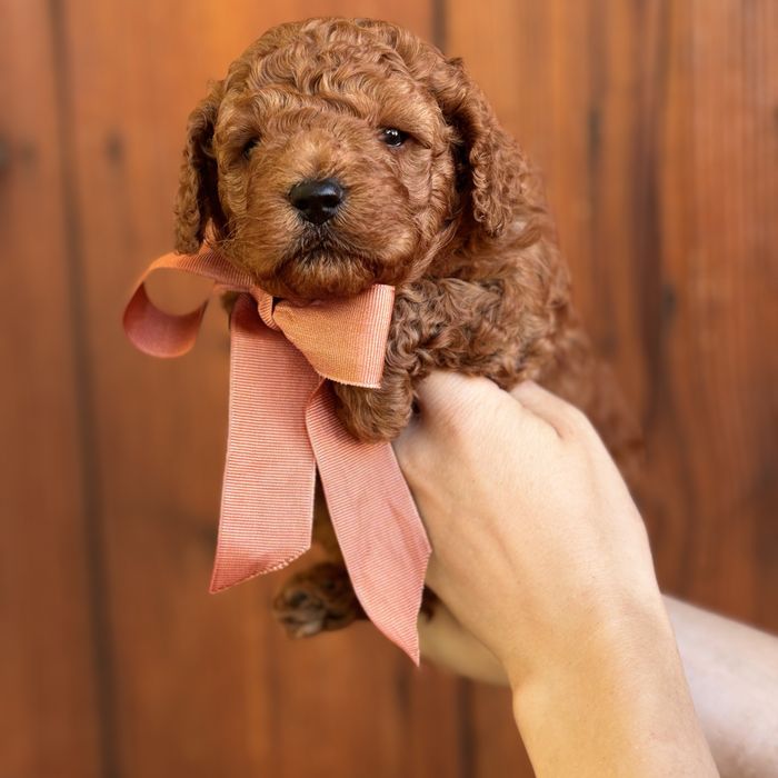 шикарний хлопчик у забарвленні RED BRAUN