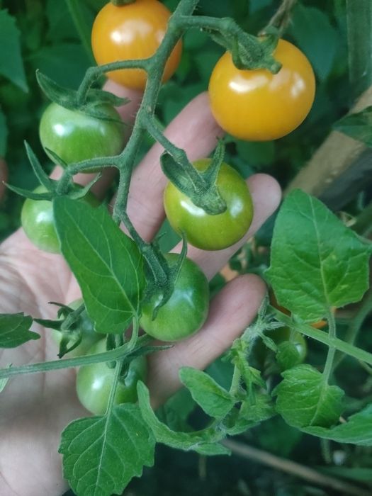 Розсада томатів для вирощування у кашпо та балконних горщиках