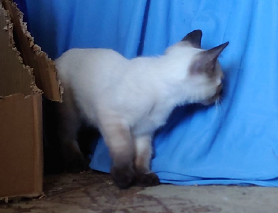 Сиамский котёнок