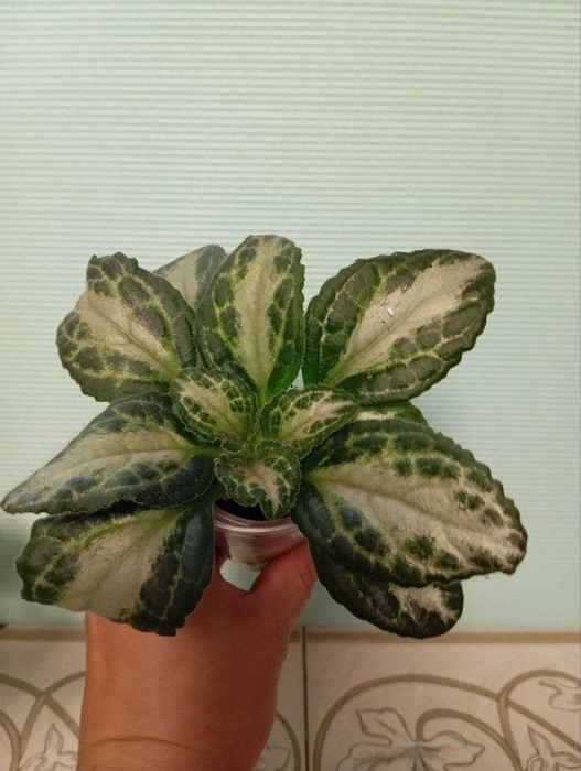 Примулина Destiny