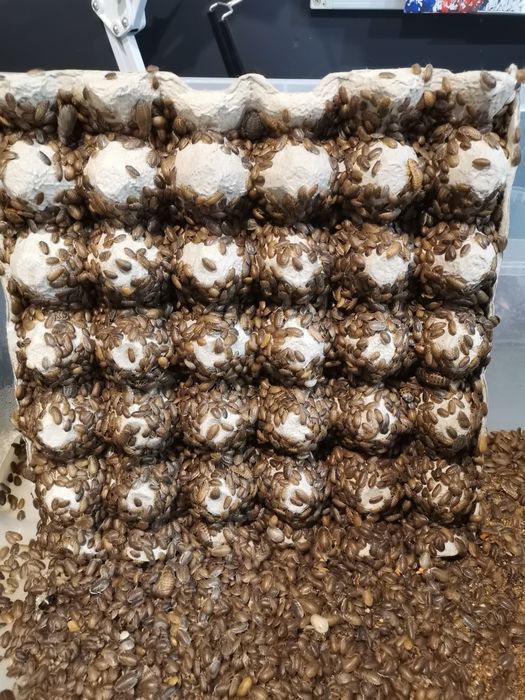 Karaczan argentyński dubia