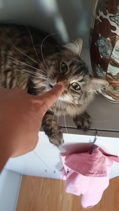 Cláudia, Pet Sitter Prática
