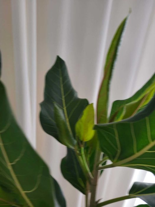 Fikus bengalski 'Joy' wysokość 185cm z don.