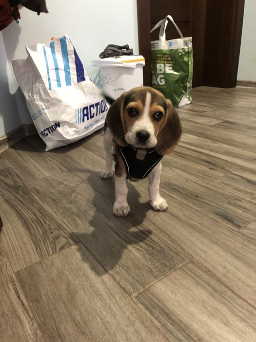 Beagle tricolor! Wybitny z rodowodem.