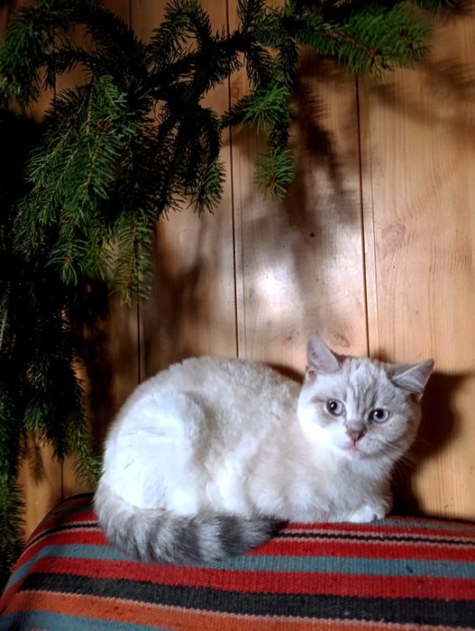 Хлопчики по новорічних цінах