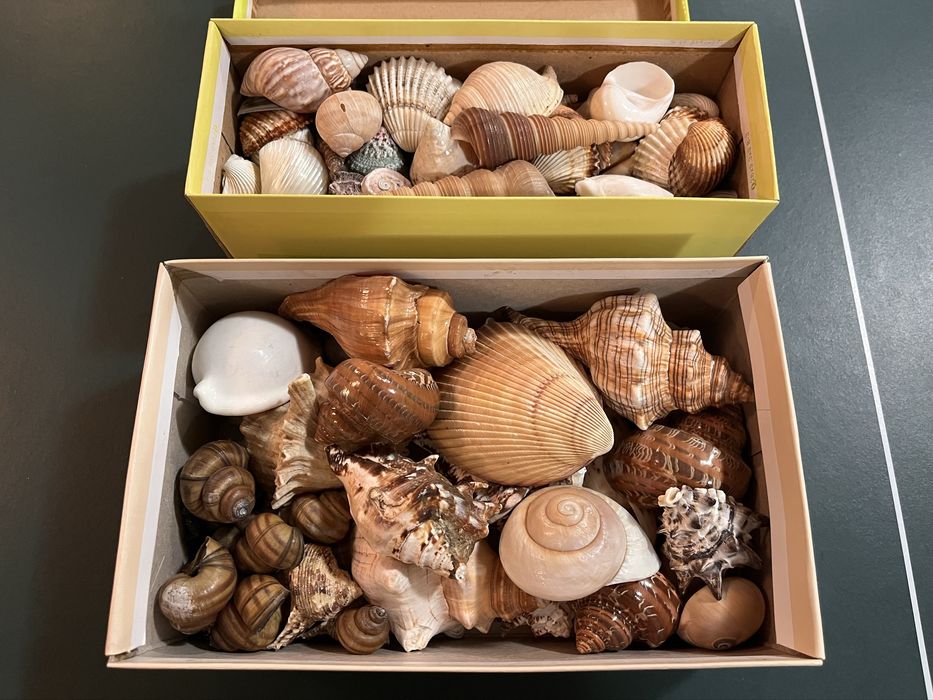 Muszle morskie ozdobne