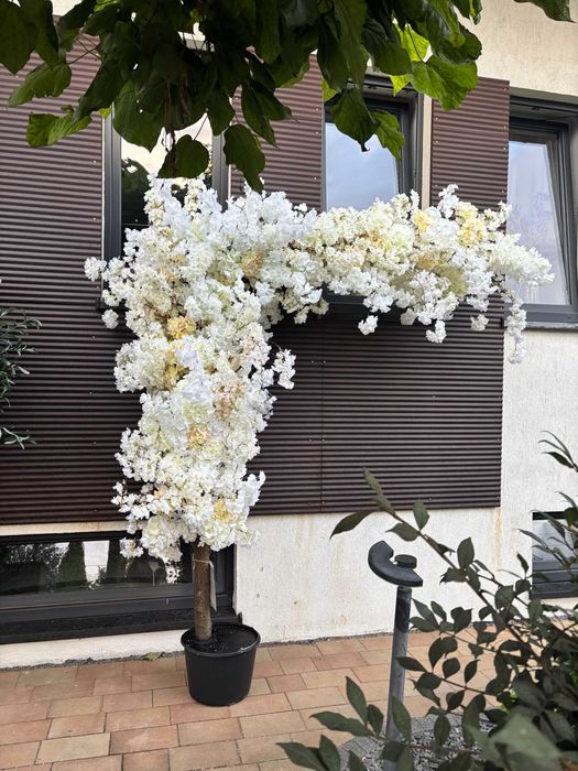 Drzewo kwitnącej wiśni kremowo-biała boczna na naturalnym pniu 220 cm