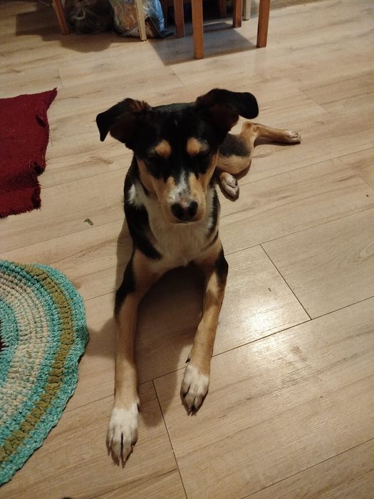 Znaleziona suczka, Warszawa Wola