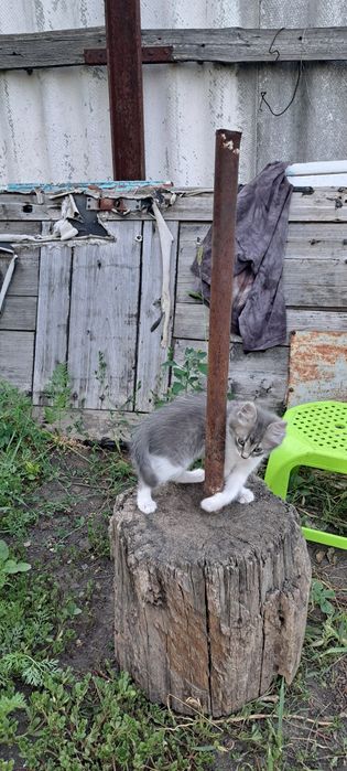 Віддам в добрі руки