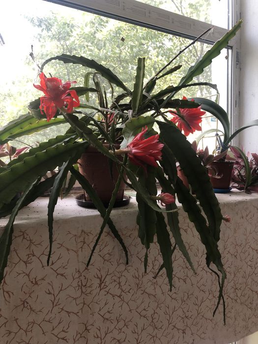 Красивый комнатный  цветок