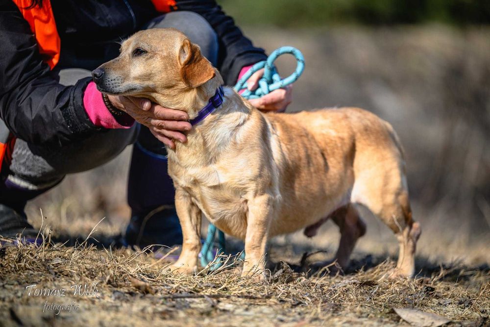Klopsik do kochania, mały, uroczy, charakterny piesek przypominjący zarazem jamnika i labradora do adopcji