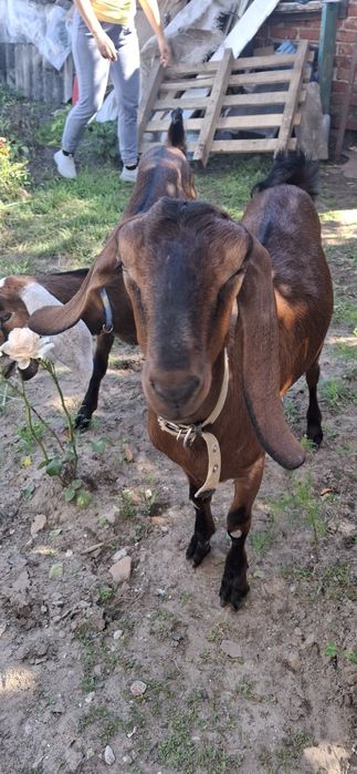 Англо-Нубійські кози