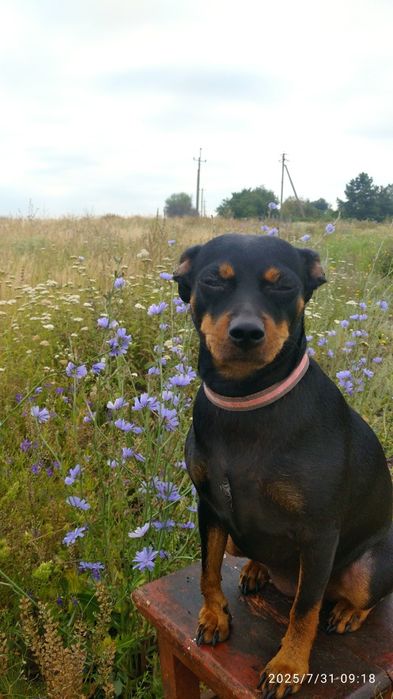 Собачка на вязку.