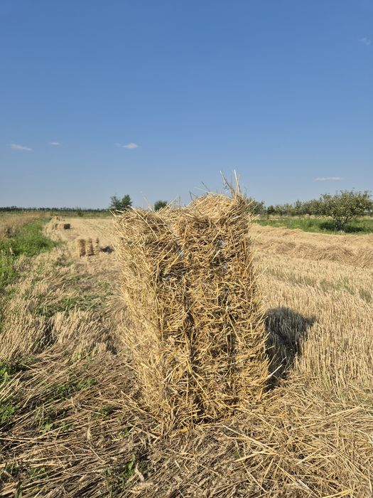 Тюки соломи пшениці