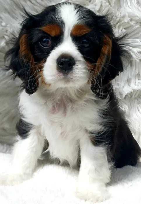 Cavalier King Charles