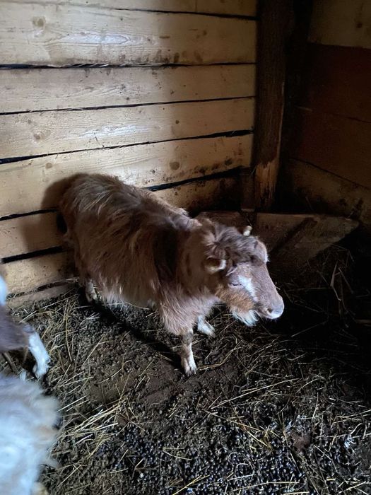 Продам молоді кози