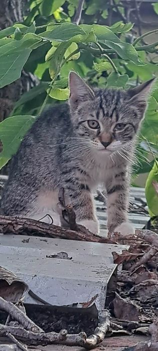 Cztery piękne kociaki do adopcji
