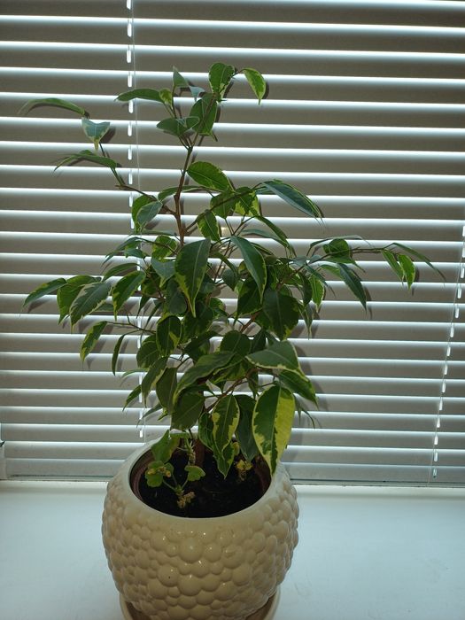 Продам фікус Бенжаміна