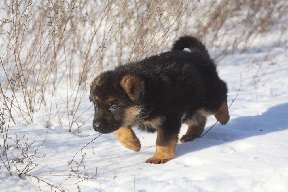 Хлопчик німецької вівчарки з професійного розплідника