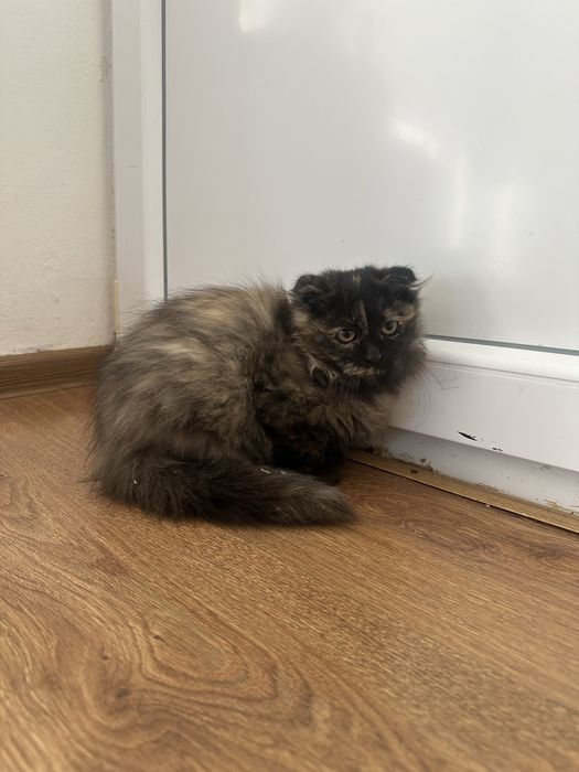 Кошеня а в добрі руки
