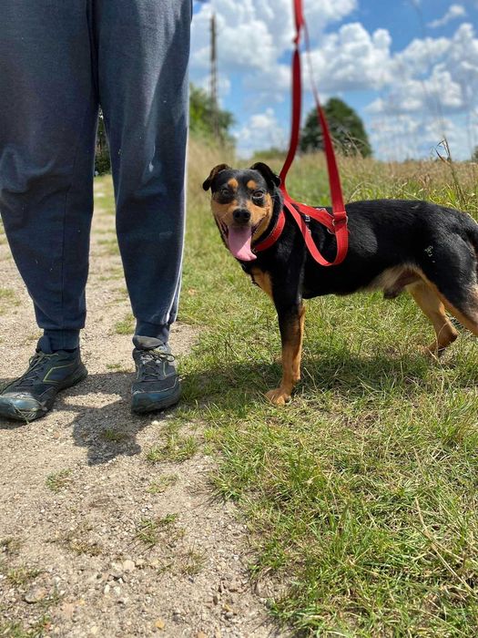 Zyguś - psiak do pokochania