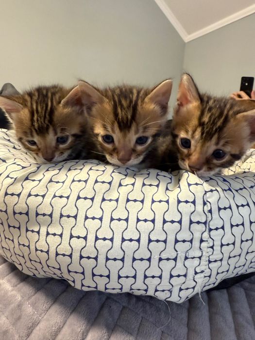 Бенгальські кошенята