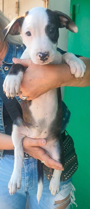 Дівчинка амстаффа