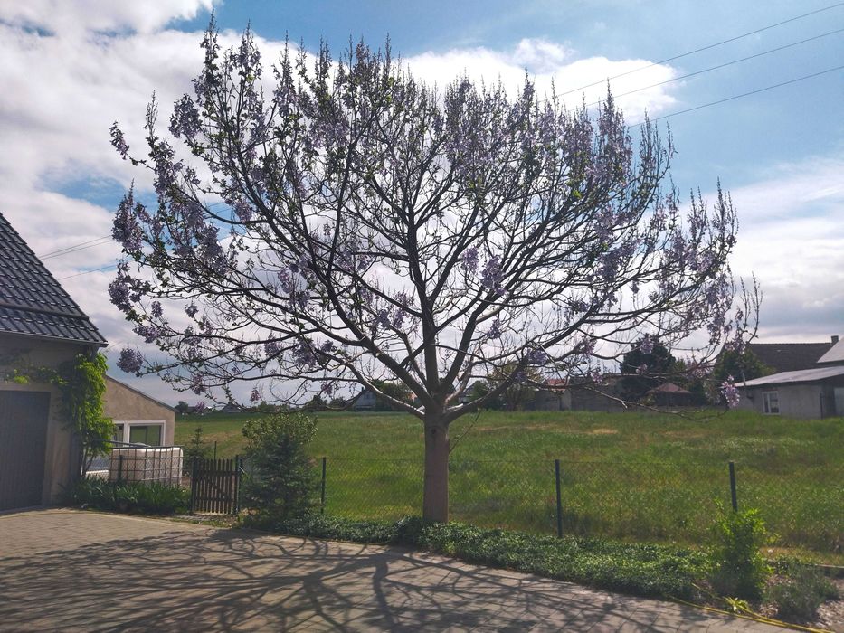 Sadzonki korzeniowe paulownia Hybryda 9503 oxy drzewo tlenowe - 5 szt