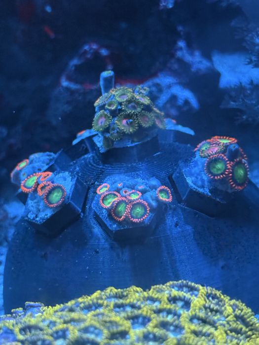 Corais Moles Faceis Zoanthus