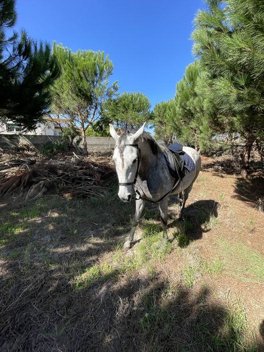 Vendo egua com 5 anos muito bem montada com livro verde