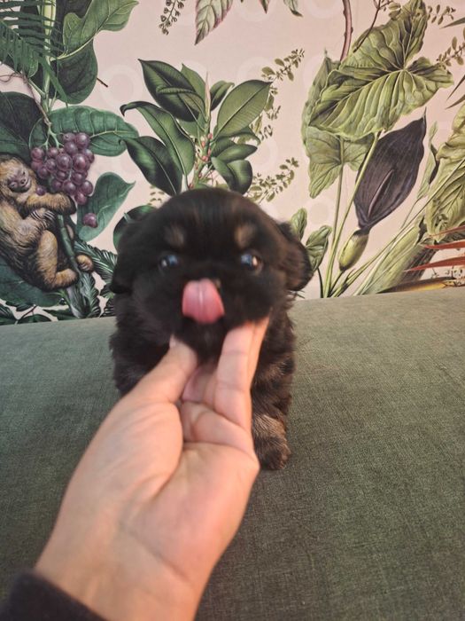 Pequines macho lindo