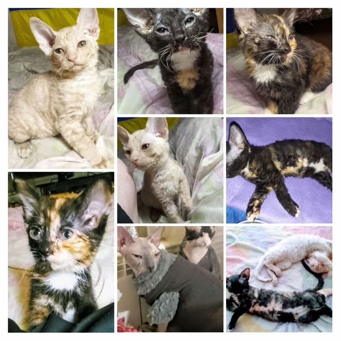 м.Шахтарське  котята дэвон рэкс ищут семью.