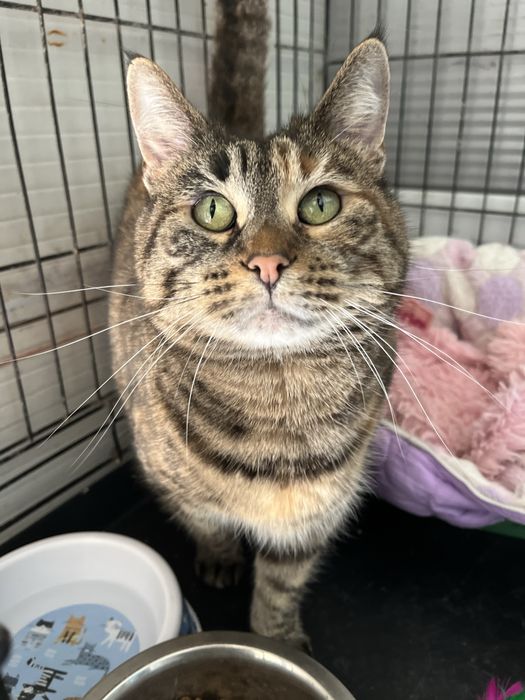 Sabrina- uma linda tigresa!