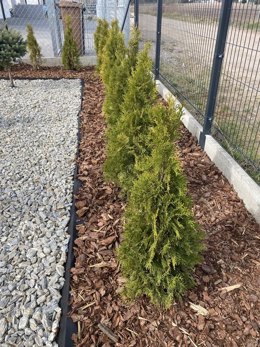 Kora sosnowa nowa dostawa