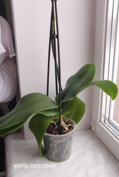 Орхідея фаленопсис відцвіташки 5 різних кольорів