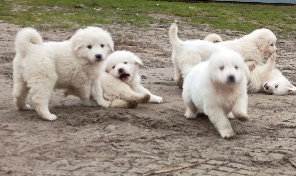 Szczeniaki owczarka podchalańskiego