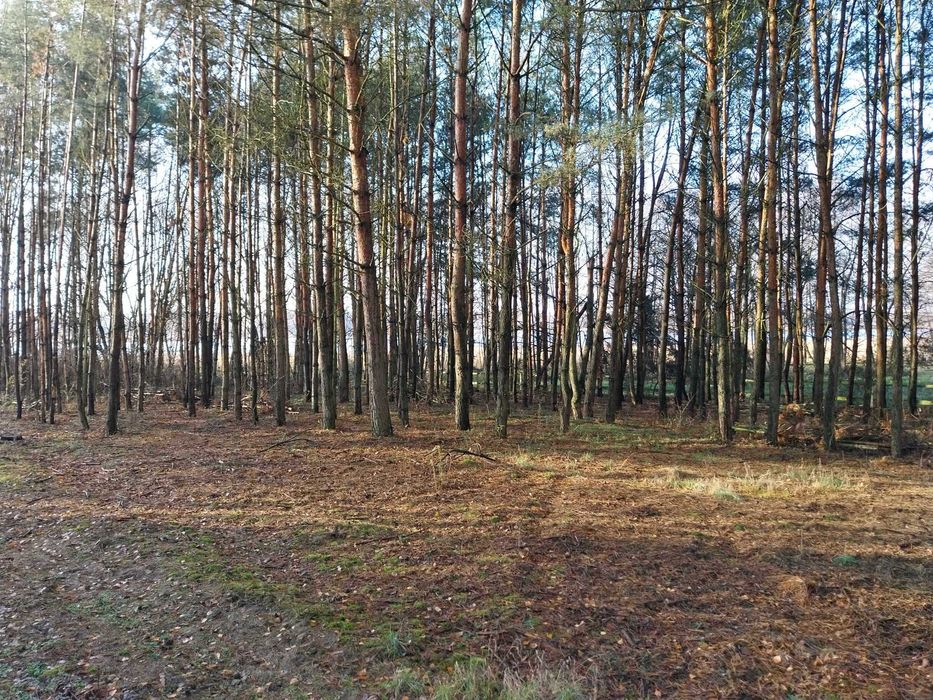 Działka budowlano-rekreacyjna 2000m2 z linią brzegową i lasem