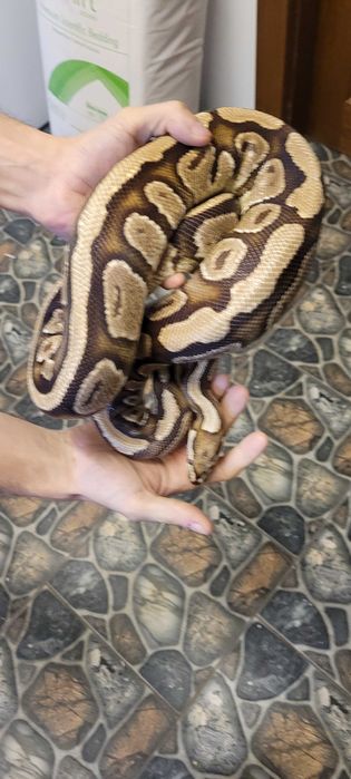 Sprzedam dorosle regiusy