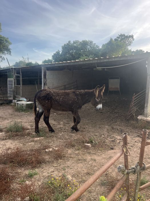 Burro mirandes 5 anos