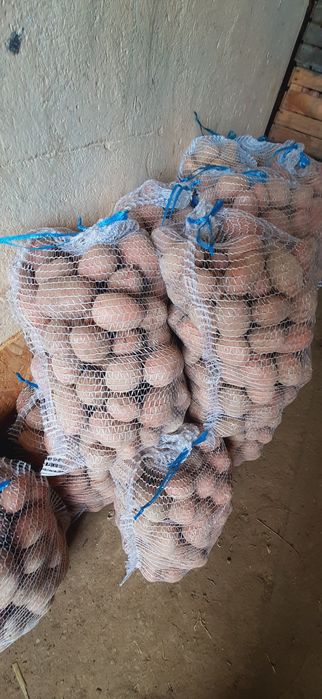 Ziemniaki Irga, Ricarda,  25zl-15kg. Paszowe, drobne 10zl-15kg