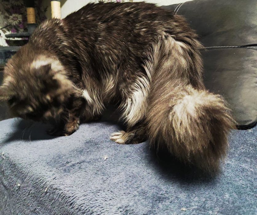 Мейн-кун дымная черепаха 2года