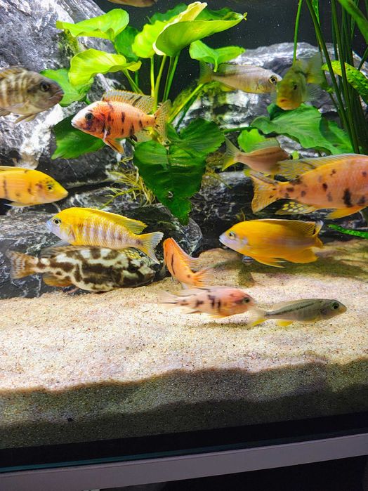 Saulosi Aulonocara Sciaenochromis Fryeri  Pyszczaki Malawi