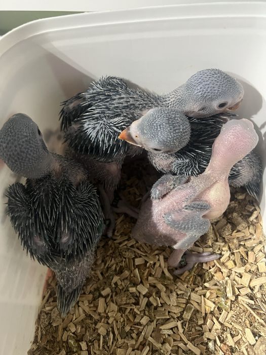 Ring neck para criar a mão