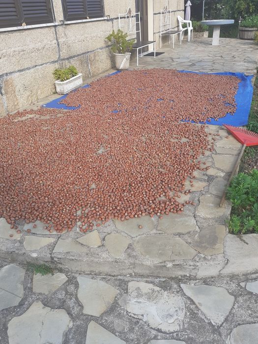 Avelãs Comun Nacional