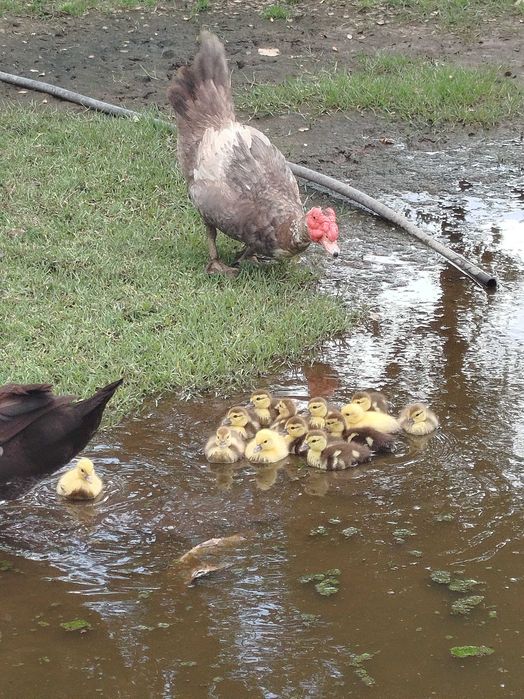 Patos mudos com 15 dias