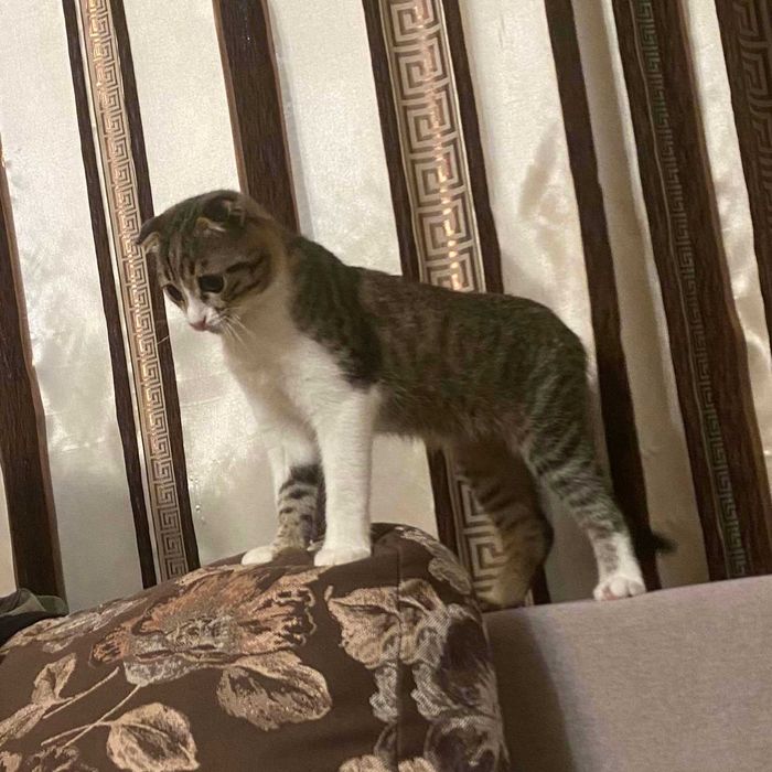 вислоухий молодий котик