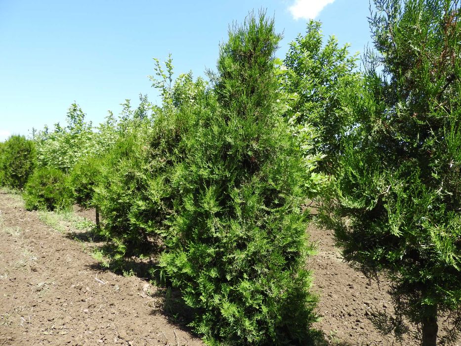 Акция туя брабант