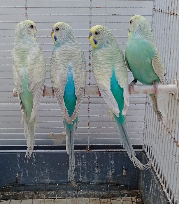 Piriquitos australianos